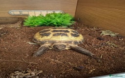 Tortoise reptiles for sale: 2x Horsefield Torts w/enclosures *collection only* - Image 10