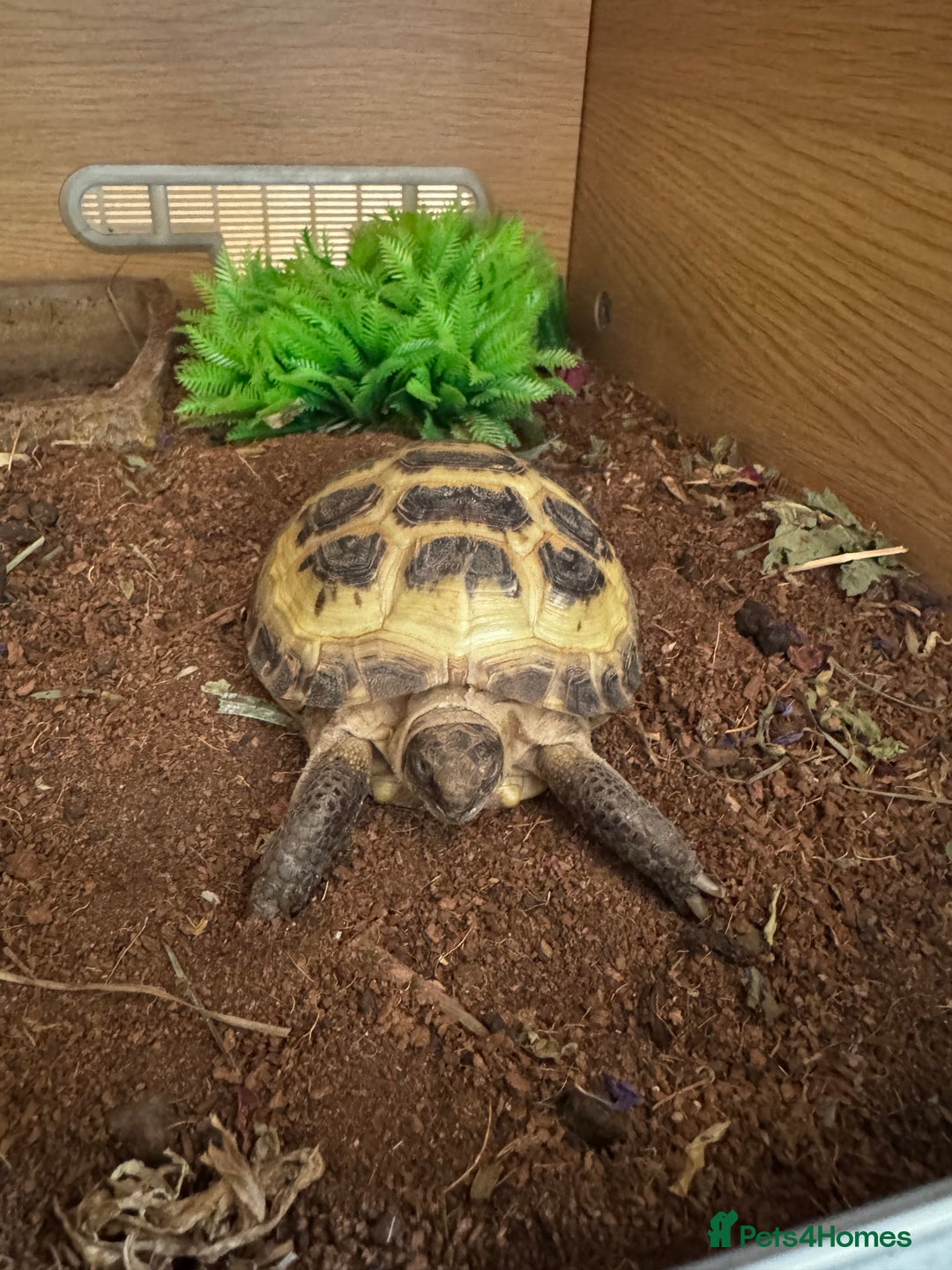Tortoise reptiles for sale: 2x Horsefield Torts w/enclosures *collection only* - Image 10