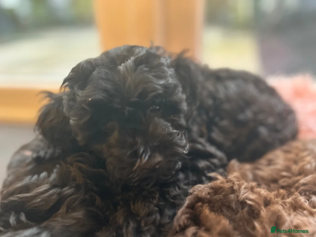 Cavapoo dogs for sale: 🔥REDUCED ONLY 1 BOY LEFT 1700🔥 F1B CAVAPOO PUPPY - Advert 2
