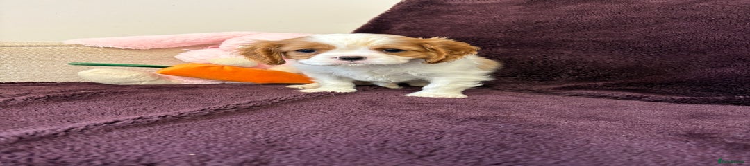 Cavalier King Charles Spaniel Puppy 2