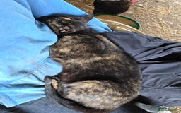 Mixed Breed cats for sale: 3 Female Farm kittens (NOT FERAL) - Image 4