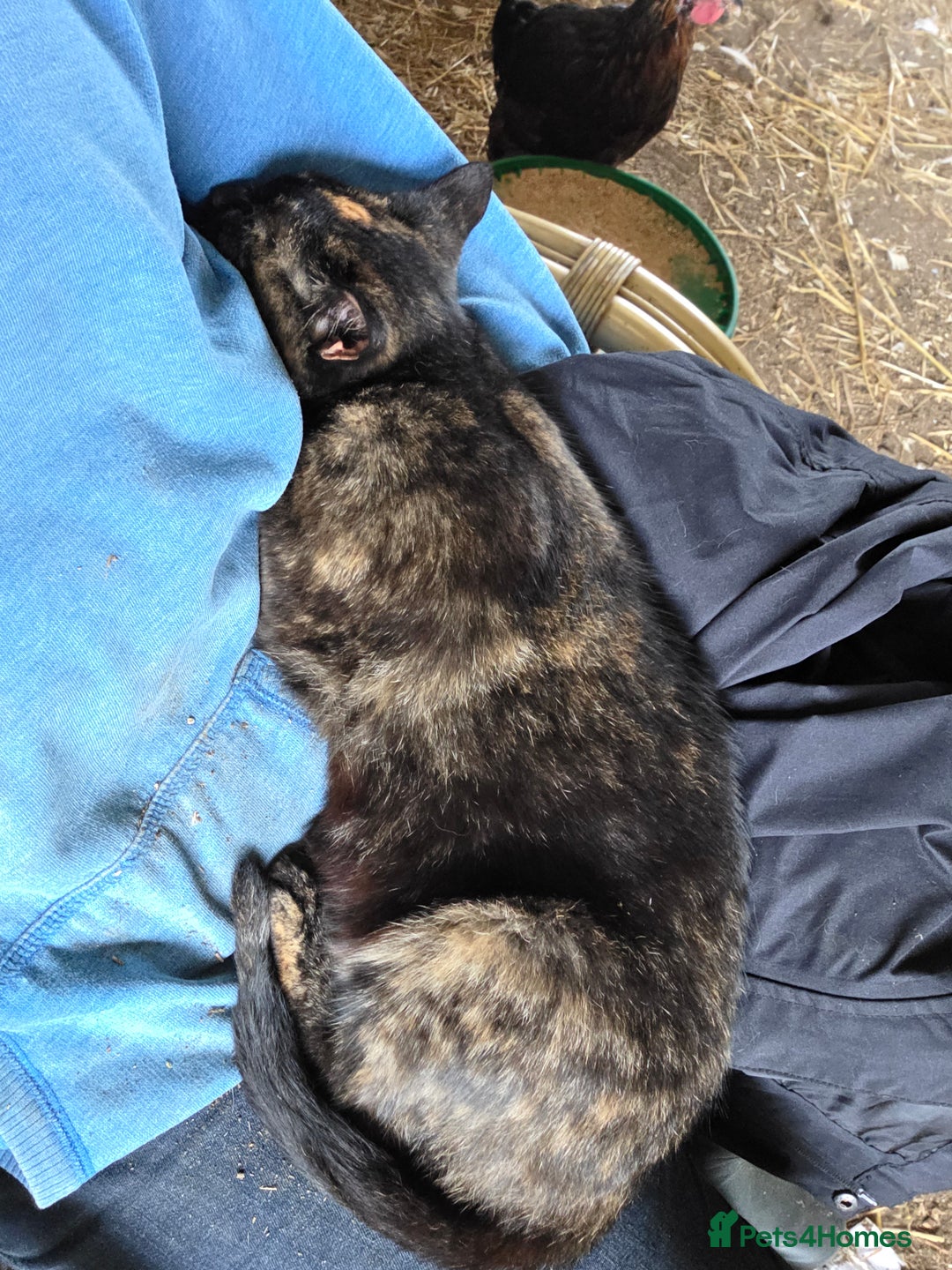 Mixed Breed cats for sale: 3 Female Farm kittens (NOT FERAL) - Image 4