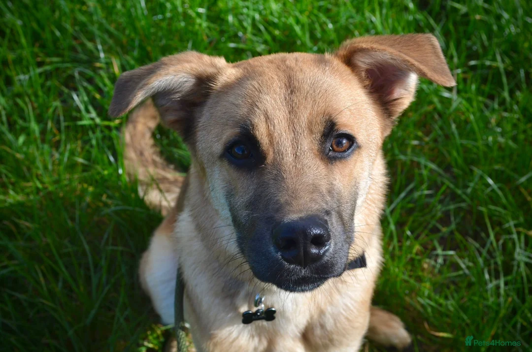 Mixed Breed dogs for adoption: Max 🐶  - Advert 8