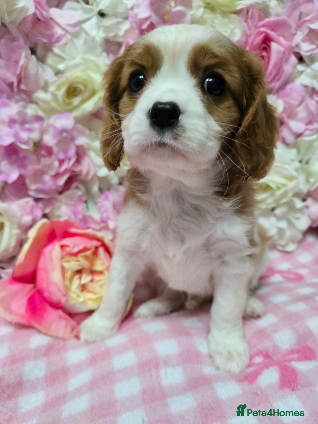 Cavalier King Charles Spaniel dogs for sale: KC registered from Health Tested parents  - Advert 11