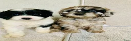 Cavapoo dogs for sale: Beautiful F1 Cavapoo puppies - Advert 5