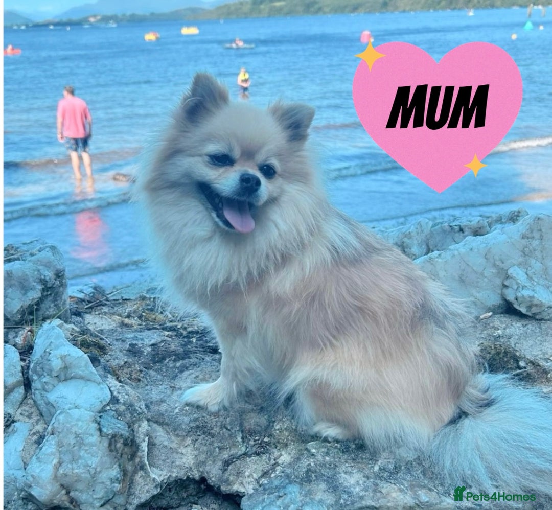Pomeranian dogs for sale: Two Pomeranian Puppies Available - Image 5