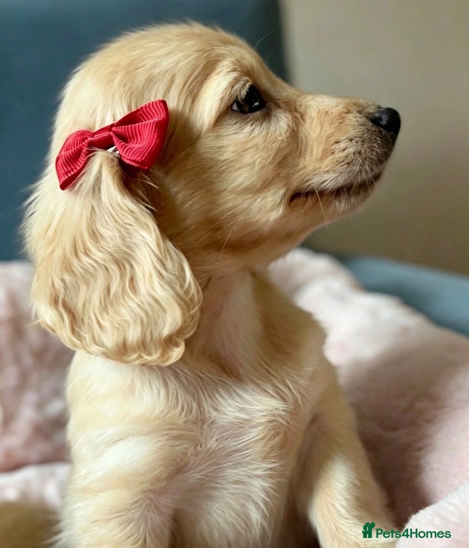 Miniature Dachshund dogs Cream KC longhaired dachshund puppies  - Advert 2