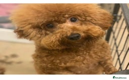 Cavachon dogs for sale: Amazing Cavapoochons  - Image 11