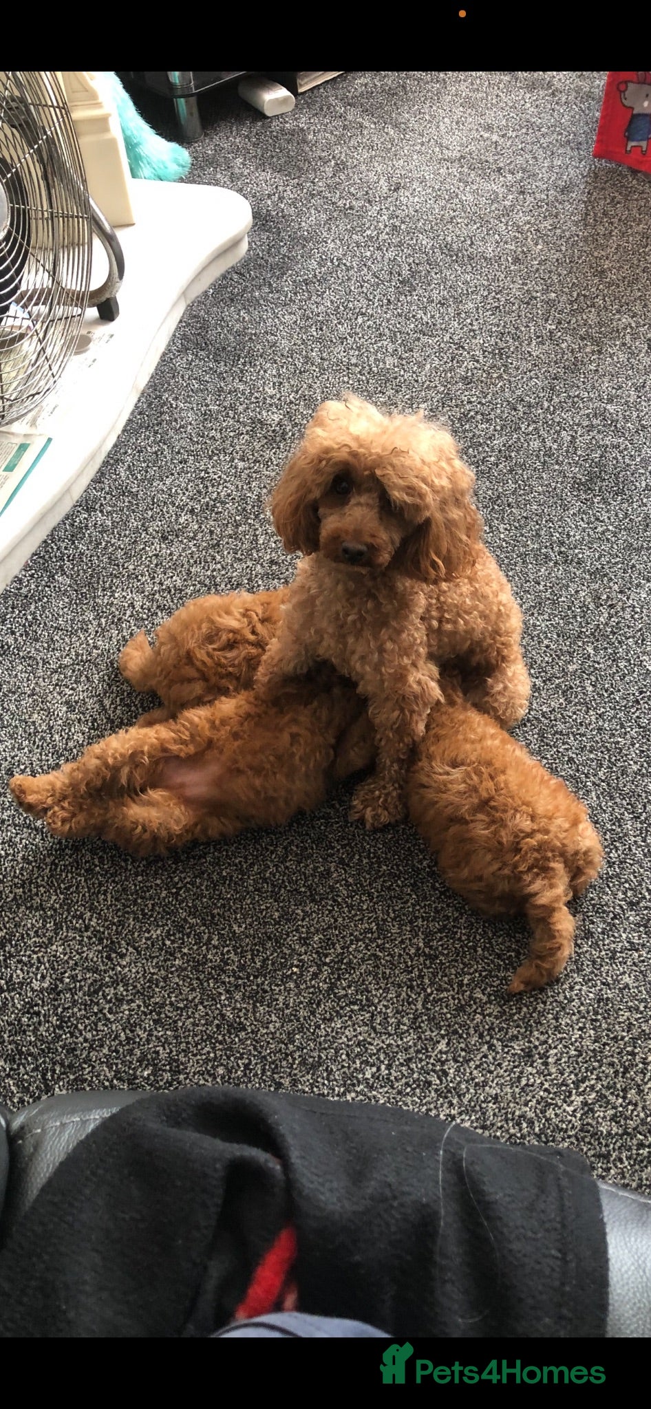 Toy Poodle dogs Stunning DEEP RED Toy Poodles  - Advert 10