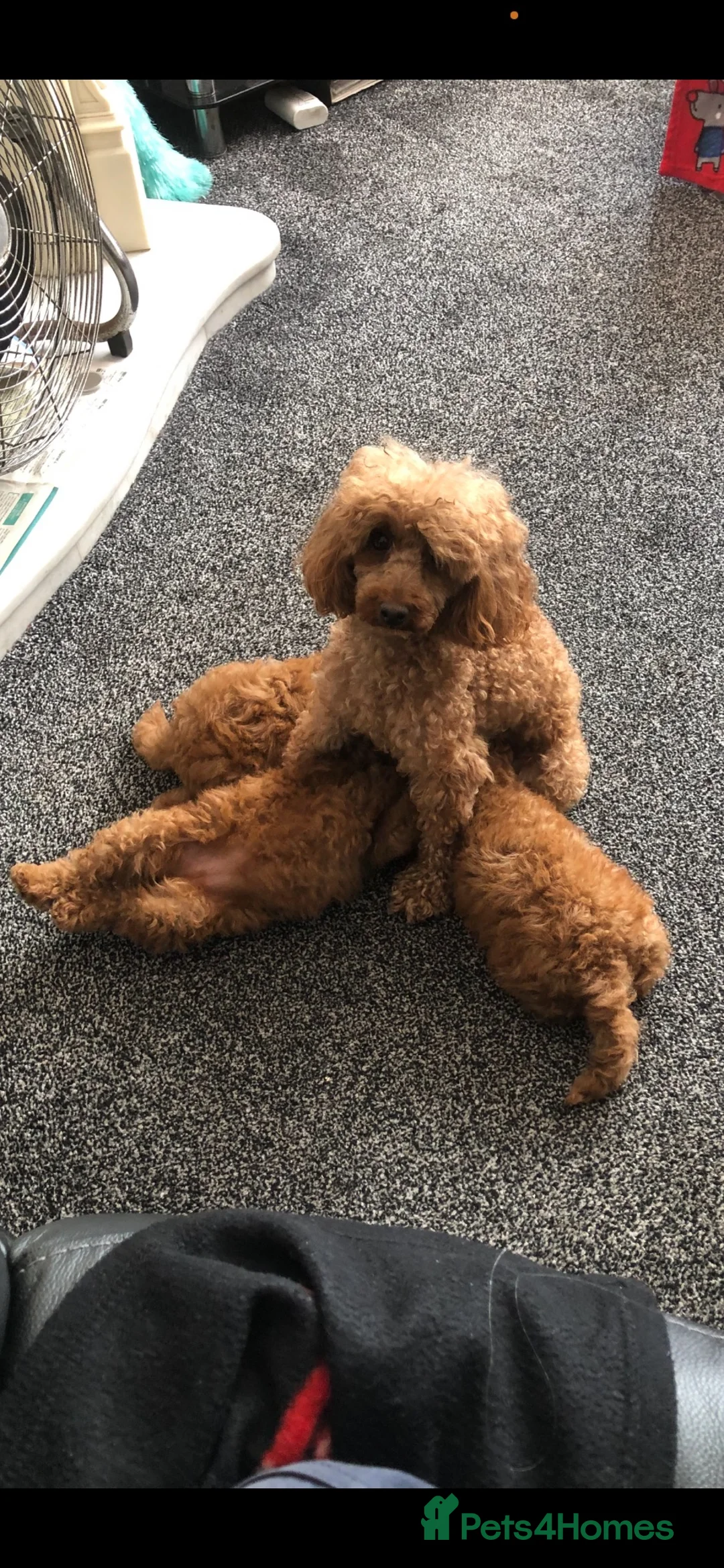 Toy Poodle dogs for sale: Stunning DEEP RED Toy Poodles  in Bradford - Advert 1