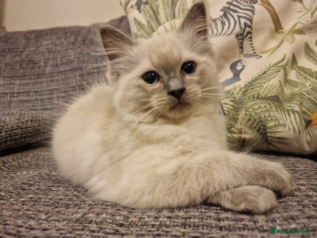 Ragdoll cats - Advert 9