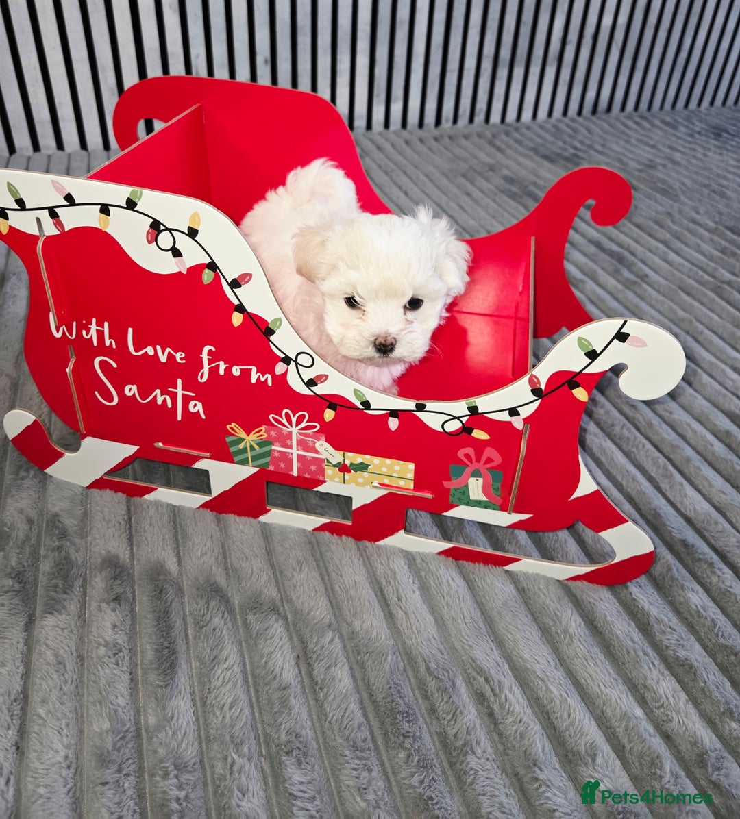 Maltipoo dogs for sale: Unique Korean miniature Maltipoos 🐶 🏡 🐾  - Advert 4