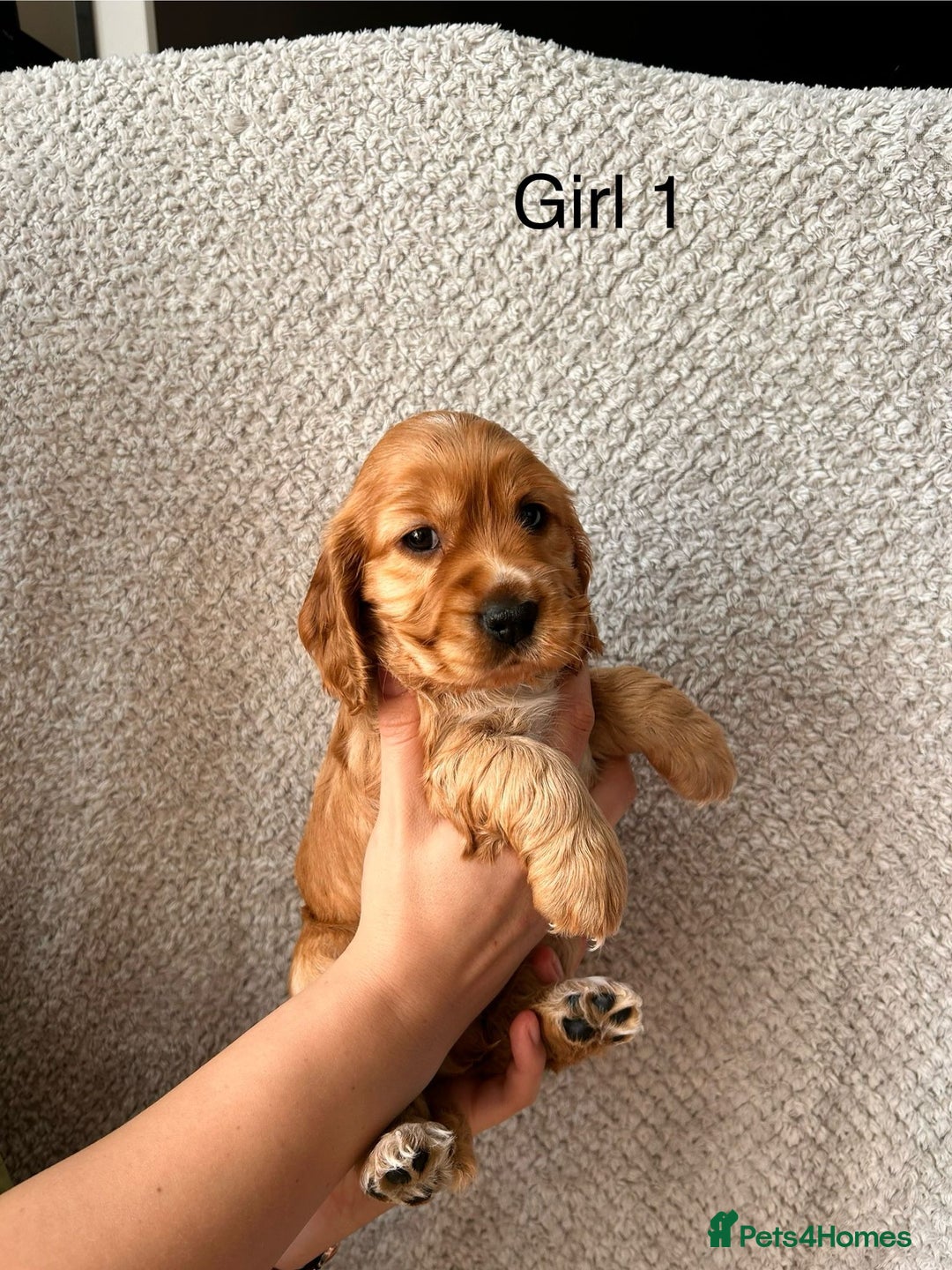 Cocker Spaniel dogs for sale: Golden English Show Cocker Spaniel puppies - Image 17