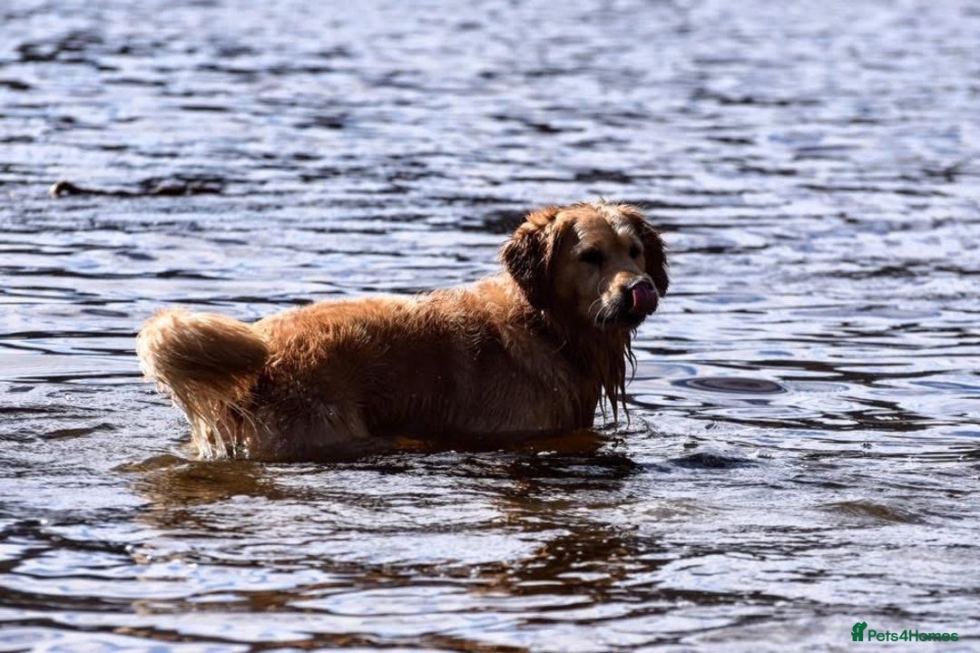 Golden Retriever dogs for stud: Jai- for stud - Advert 4