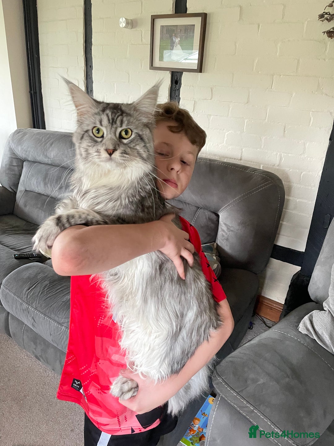 Maine Coon cats for sale: Maine coon kittens  - Advert 7