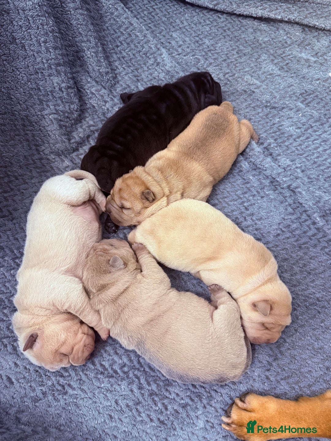 Shar Pei dogs for sale: Beautiful shar pei puppy’s 💜 - Advert 2