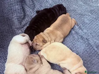 Shar Pei dogs Beautiful shar pei puppy’s 💜 - Advert 7