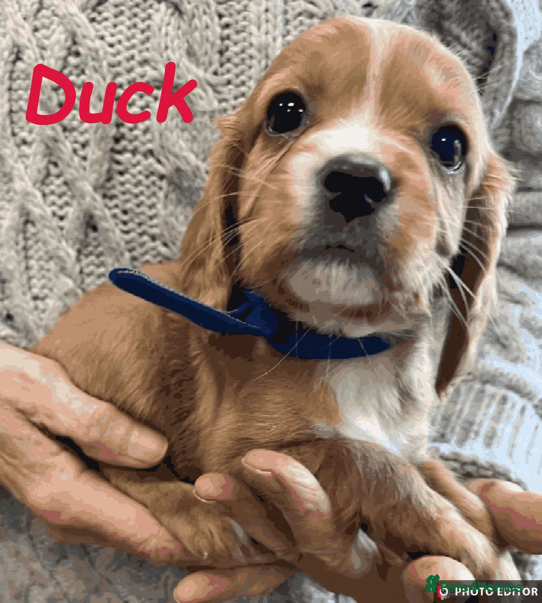 Cockalier dogs for sale: Adorable Cockalier Puppies - Advert 16