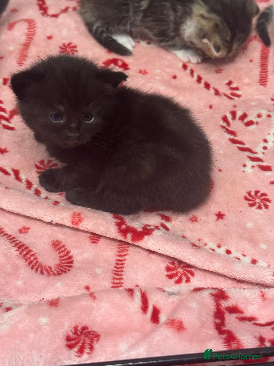 British Shorthair cats for sale: Beautiful fluffy kittens  - Advert 13