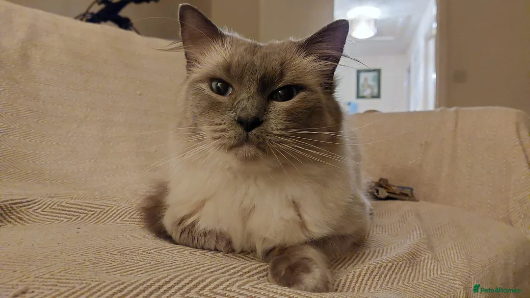Ragdoll cats for stud: Milo, young male ragdoll  in Northallerton - Advert 2