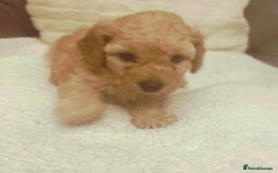 Toy Poodle dogs for sale: Toy poodle puppies - Image 5