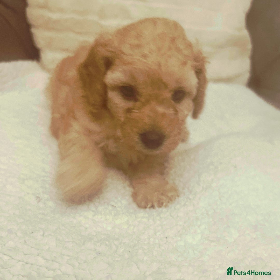 Toy Poodle dogs for sale: Toy poodle puppies - Image 5