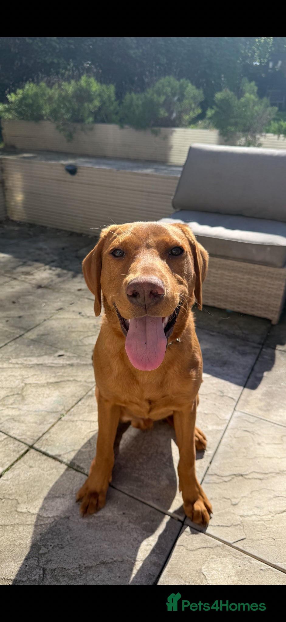 Labrador Retriever dogs Beautiful Fox Red Labrador Boy - 6 months old. - Advert 4