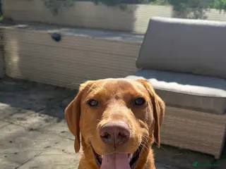 Labrador Retriever dogs Beautiful Fox Red Labrador Boy - 6 months old. - Advert 3