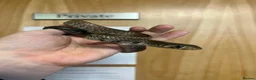 Snake reptiles for sale: Black Tailed Cribo For Sale - Advert 2
