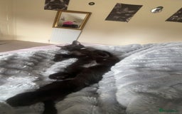 British Shorthair cats for sale: 4 month old black cat  - Image 5