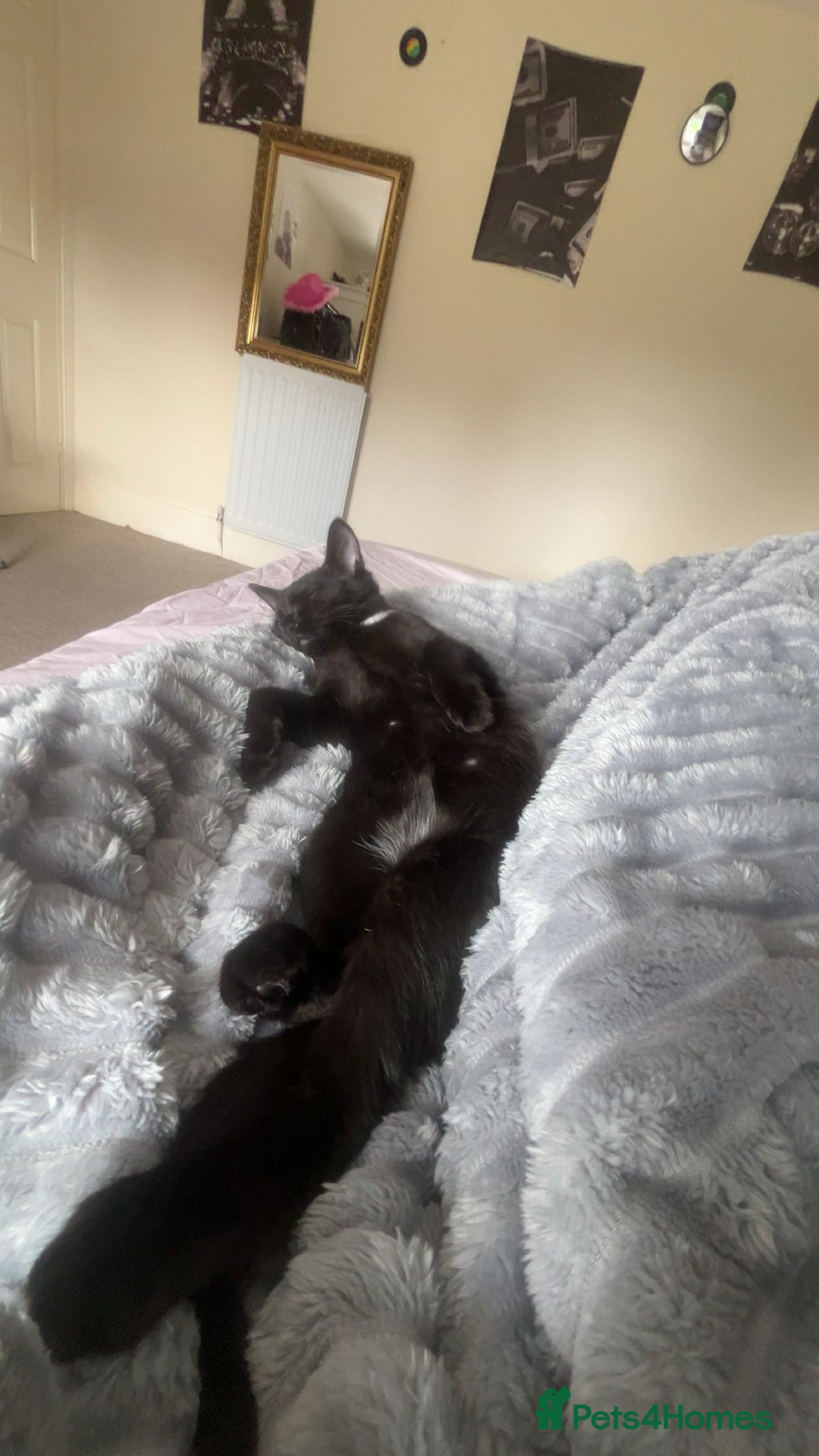 British Shorthair cats for sale: 4 month old black cat  - Image 5