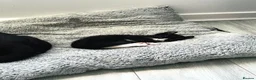 Mixed Breed cats for sale: Black & White Tuxedo Male Kitten  - Advert 3