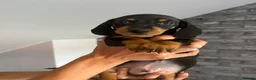 Miniature Dachshund dogs for sale: Miniature Dashchunds Puppies - Advert 4