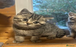British Shorthair cats for sale: Adorable BSH kittens - Image 11