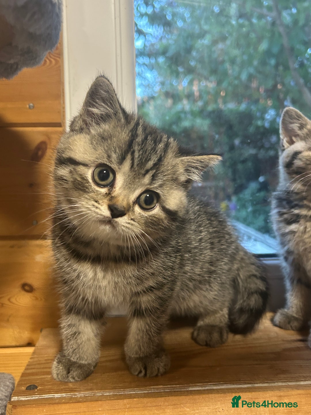 British Shorthair cats for sale: Adorable BSH kittens - Image 11