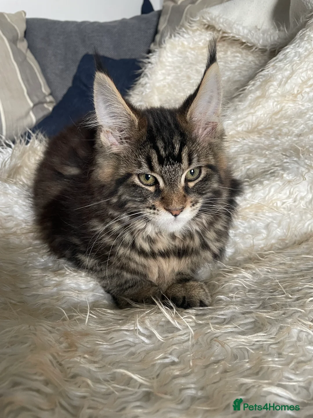 Maine Coon cats for sale: Maine Coon Kittens  - Advert 3