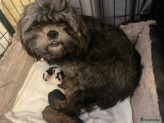 Shih Tzu dogs pure breed shih tzu puppies - Advert 1