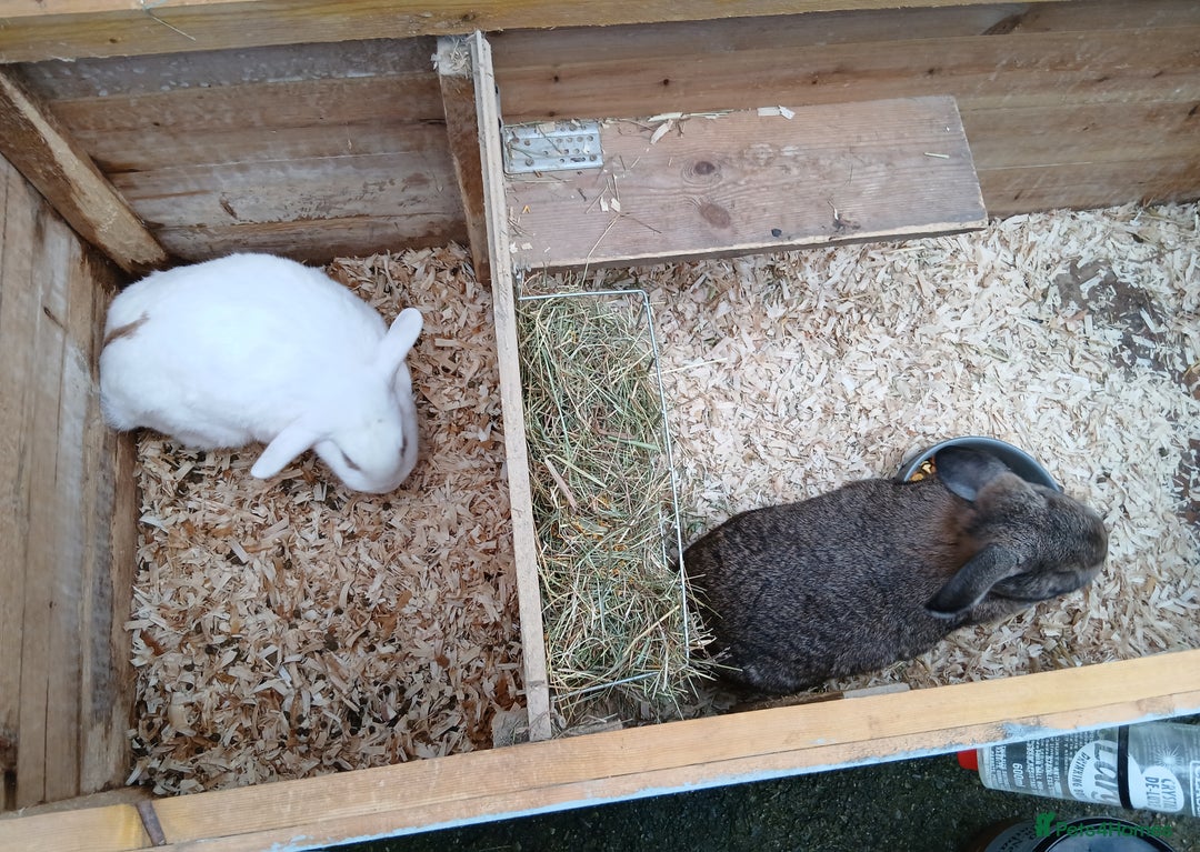 Mixed Breed rabbits for sale: Lop eared rabbits and hutch, - Advert 1