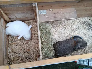 Mixed Breed rabbits Lop eared rabbits and hutch, - Advert 15