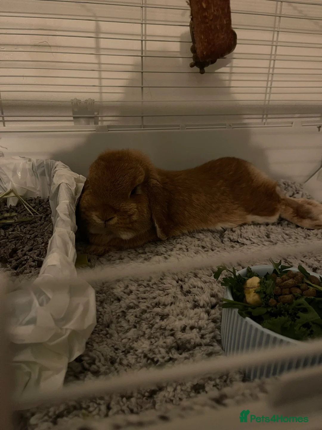 English Lop rabbits for sale: Benji in Middlesbrough - Advert 2