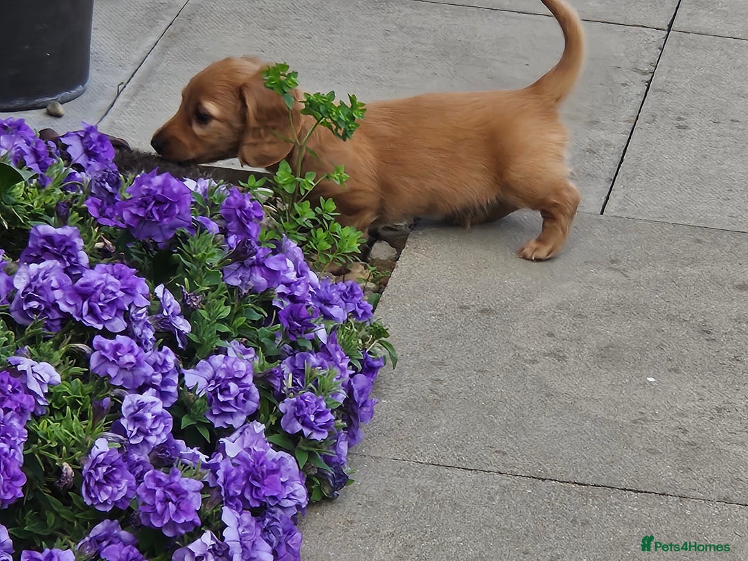 Dachshund dogs for sale: Dachshund miniature long hair  - Image 5