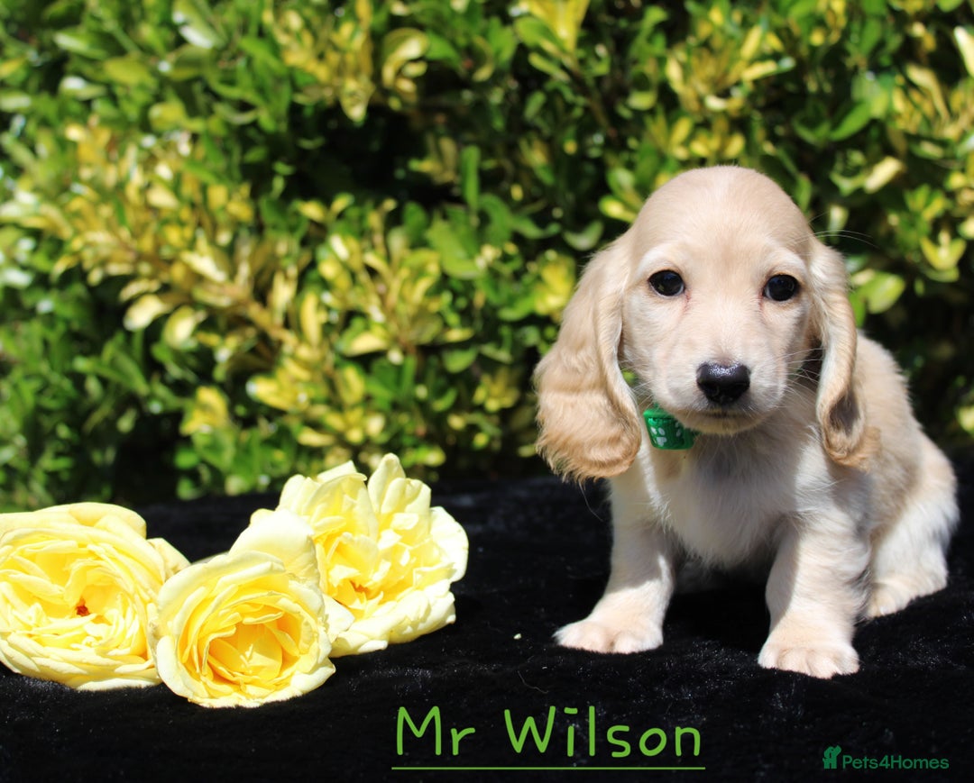 Miniature Dachshund dogs for sale: Miniature Longhaired Dachshunds in West Bromwich - Image 1