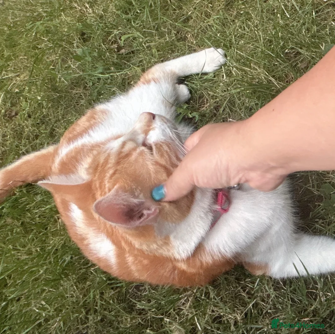 Mixed Breed cats for sale: Sweet ginger cat looking for new home  - Advert 2