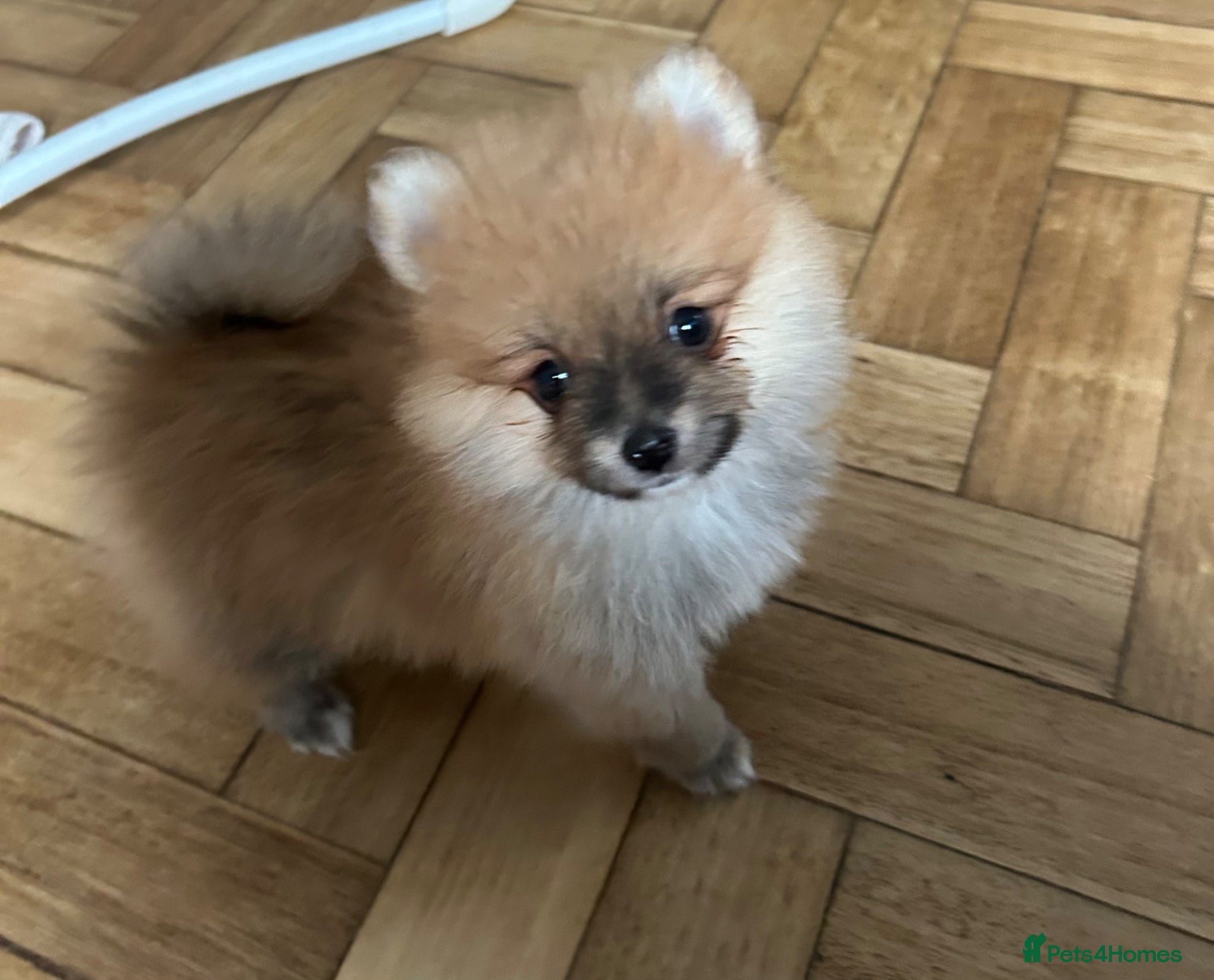 Pomeranian dogs  💙Ready now💙 Tiny Teddy Pomeranian puppies  - Advert 1