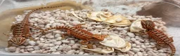 Bearded Dragon reptiles for sale: Red Monster x Lemon Baby Bearded Dragons - Advert 6