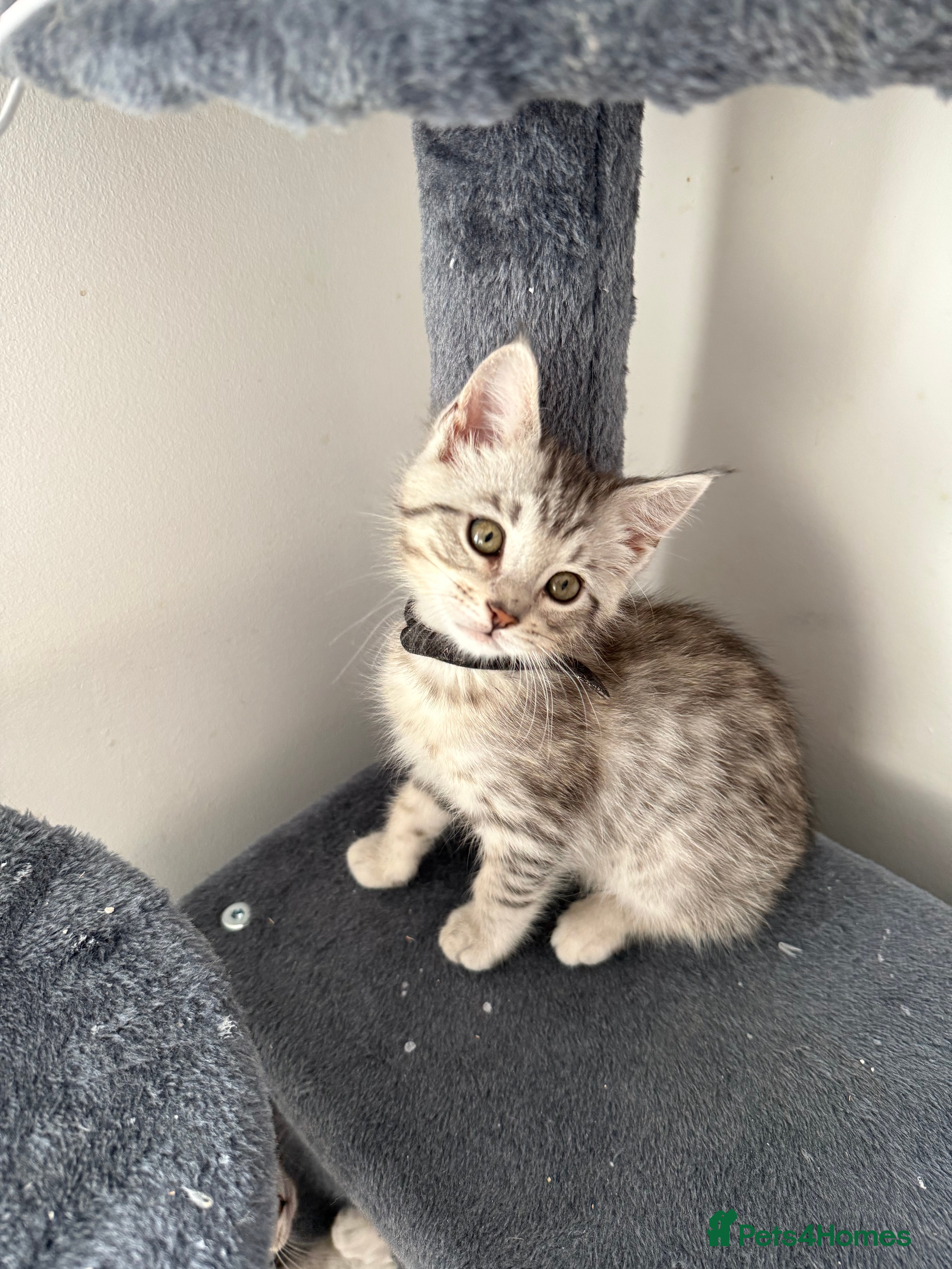 Maine Coon cats Maine Coon × F5 Savannah Kittens HEALTH TESTED - Advert 7