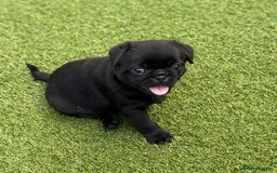 Pug dogs for sale: stunning KC Registered PUG puppies  - Image 13