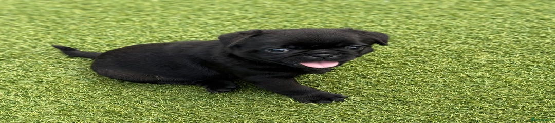 Pug Puppy 7