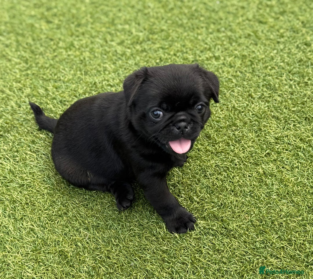 Pug dogs for sale: stunning KC Registered PUG puppies  - Image 13