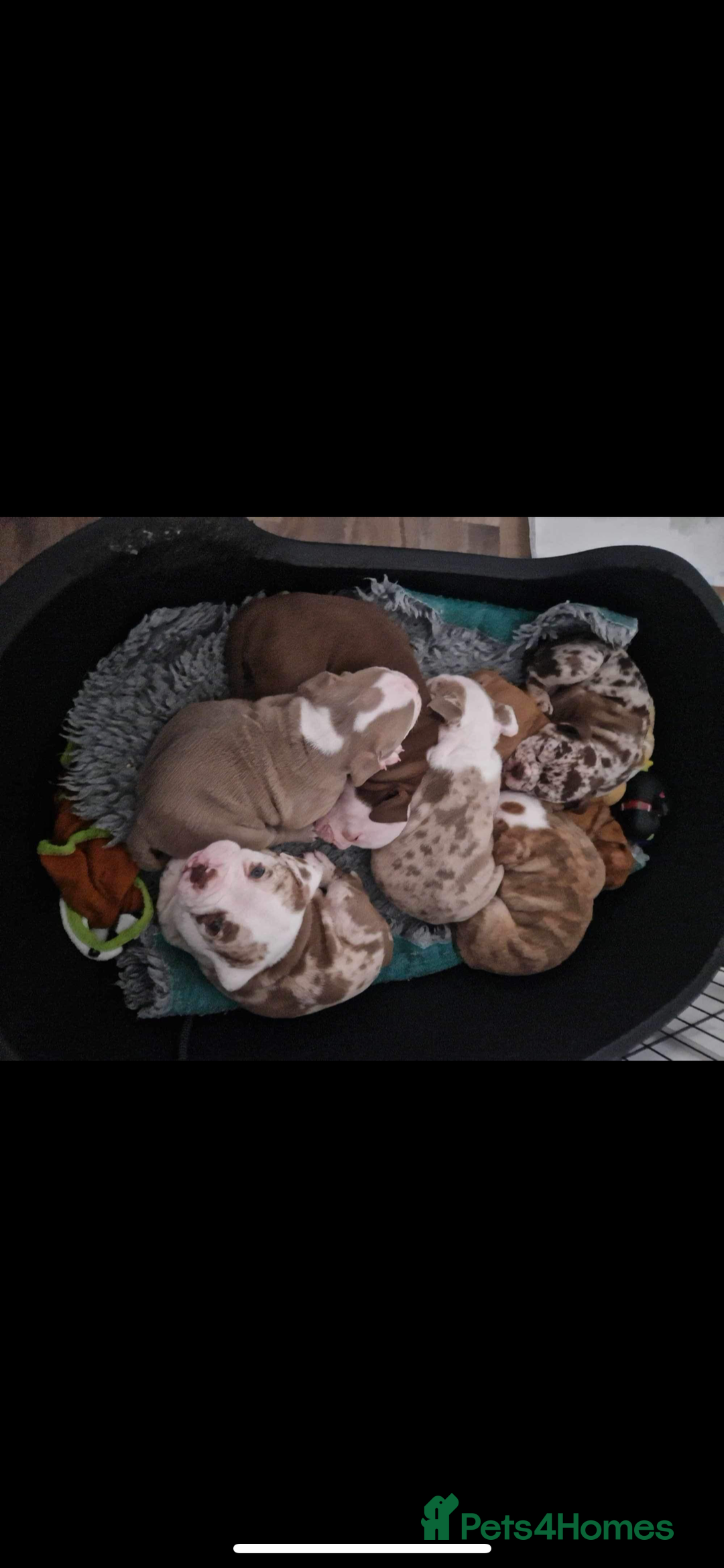 Olde English Bulldogge dogs for stud: OEB 🐶⭐️DEL~BOY ⭐️🐶 First time Stud  - Image 8